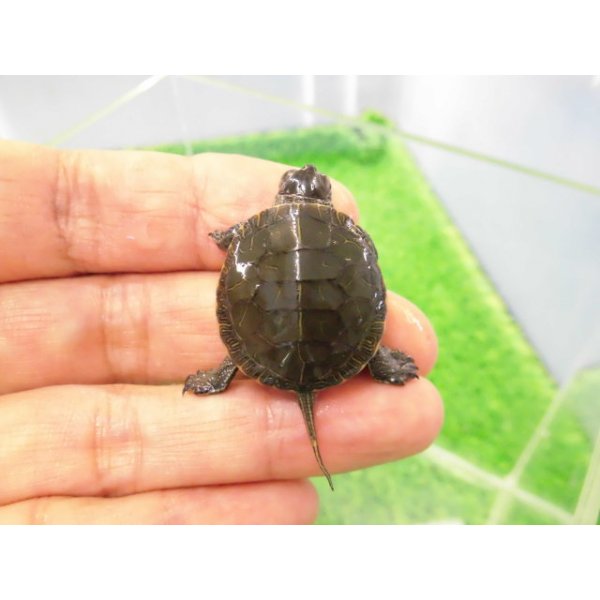 画像1: 美！　セイブニシキガメ　約２.５cm　２ (1)