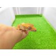 画像5: 美！　クレステッドゲッコー（ピンストライプ）　約９cm １ (5)