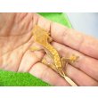 画像2: 美！　クレステッドゲッコー（ピンストライプ）　約９cm １ (2)