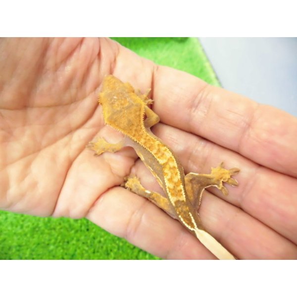 画像2: 美！　クレステッドゲッコー（ピンストライプ）　約９cm １ (2)