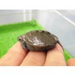 画像2: 美！　ノーザンダイヤモンドバックテラピン　約３.５ｃｍ　１ (2)