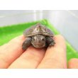 画像4: 美！　ノーザンダイヤモンドバックテラピン　約３.５ｃｍ　１ (4)