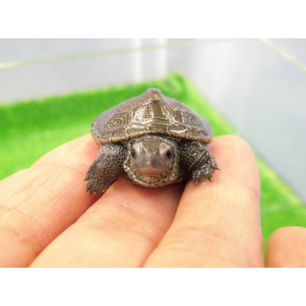 画像4: 美！　ノーザンダイヤモンドバックテラピン　約３.５ｃｍ　１ (4)