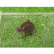画像4: 美！　セイブニシキガメ　約２.５cm　１ (4)