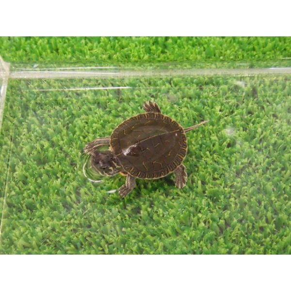 画像4: 美！　セイブニシキガメ　約２.５cm　１ (4)