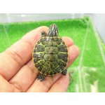 画像: 美！　フロリダアカハラガメ　約３.５cm　１