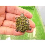 画像: 美！　フロリダアカハラガメ　約３.５cm　２