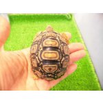 画像: 美！　ヒョウモンリクガメ　約６.５cm　１