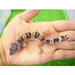 画像: 美！　ワイルドライン　モンタヌス（ヒョウモントカゲモドキ）　約１０cm　１