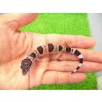 画像: 美！　ワイルドライン　パキスタンSp（ヒョウモントカゲモドキ）　約９cm　１