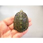 画像: 美！　ニホンイシガメ　約５.５cm　３