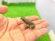 画像: 美！　テキサスミドリヒキガエル　約４cm