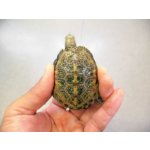 画像: 美！　ニホンイシガメ　約５.５cm　４