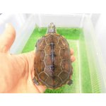 画像: 美！　クサガメ（ヘテロパステルアルビノ）　約９cm　たぶん♀　２