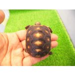 画像: 美！　アカアシリクガメ（バルバドスCB）　約５.５ｃｍ　１