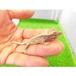 画像: 美！　クレステッドゲッコー（ピンストライプ）　約９cm １