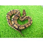 画像: 美！　ボールパイソン（2025FH）　約３０cm♀　３