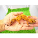 画像: 美！　タンジェリン　ブラックナイトクロス（ヒョウモントカゲモドキ）　約１４cm♀　１