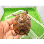 画像: 美！　ミツユビハコガメ　約６.５cm　１
