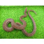 画像: 美！　コロンビアレインボーボアCB　約６０cm♀　１