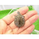 画像: 美！　ノーザンダイヤモンドバックテラピン　約３ｃｍ　１