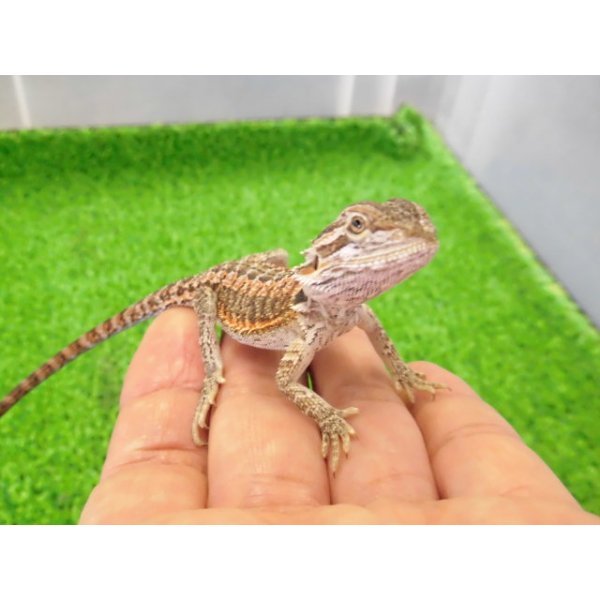 画像1: 美！　フトアゴヒゲトカゲ（オレンジ）　約１２cm　たぶん♂　１ (1)