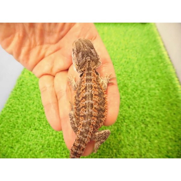 画像5: 美！　フトアゴヒゲトカゲ（オレンジ）　約１２cm　たぶん♂　１ (5)