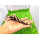 画像: 美！　オオアオジタトカゲ（ハルマヘラ）　約１８cm　１