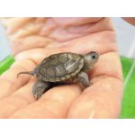 画像: 美！　ノーザンダイヤモンドバックテラピン　約３ｃｍ　２