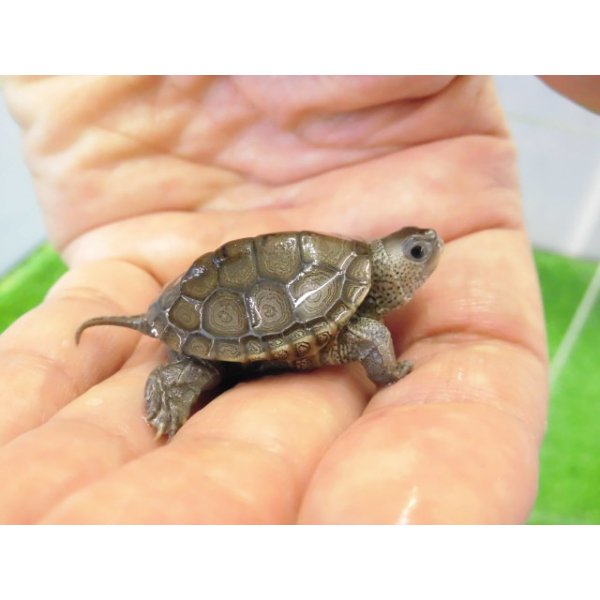 画像1: 美！　ノーザンダイヤモンドバックテラピン　約３ｃｍ　２ (1)