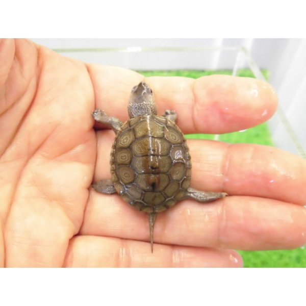 画像5: 美！　ノーザンダイヤモンドバックテラピン　約３ｃｍ　２ (5)