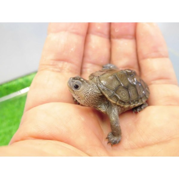 画像3: 美！　ノーザンダイヤモンドバックテラピン　約３ｃｍ　２ (3)