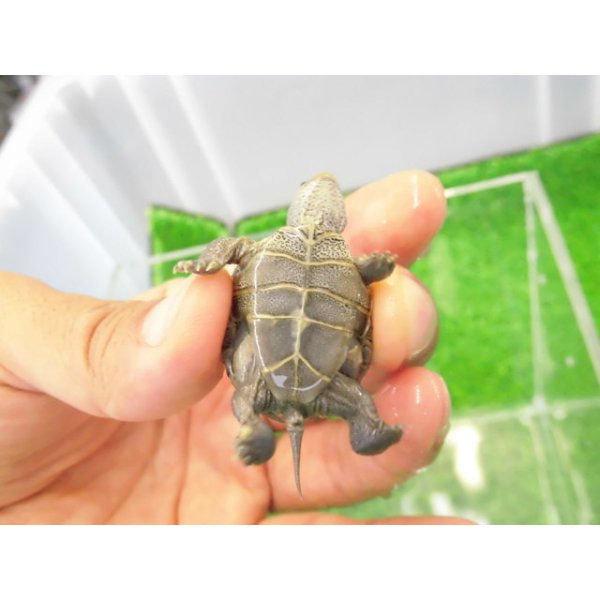 画像4: 美！　ノーザンダイヤモンドバックテラピン　約３ｃｍ　２ (4)