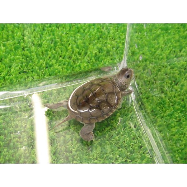 画像6: 美！　ノーザンダイヤモンドバックテラピン　約３ｃｍ　２ (6)