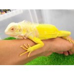 画像: 美！　アルビノイグアナ　頭胴長約１８cm　