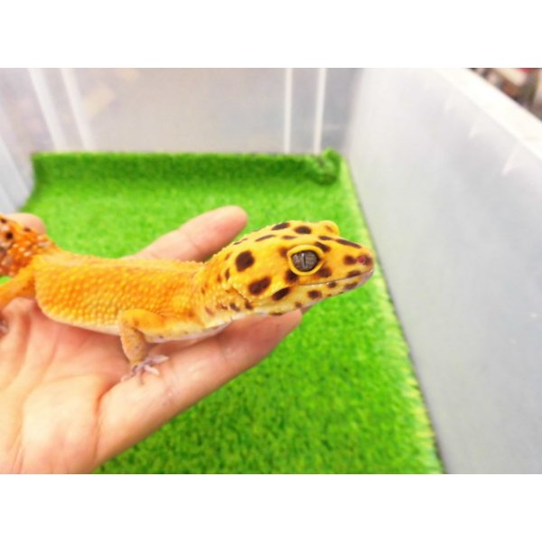 画像3: 美！　タンジェリン（ヒョウモントカゲモドキ）　約１６cm♀再生尾 (3)