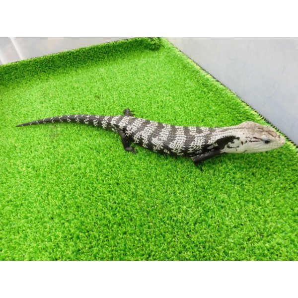 画像8: 美! オオアオジタトカゲ(アザンティック) 約25cm 1 (8)