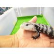 画像6: 美! オオアオジタトカゲ(アザンティック) 約25cm 1 (6)