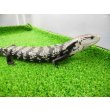 画像9: 美! オオアオジタトカゲ(アザンティック) 約25cm 1 (9)