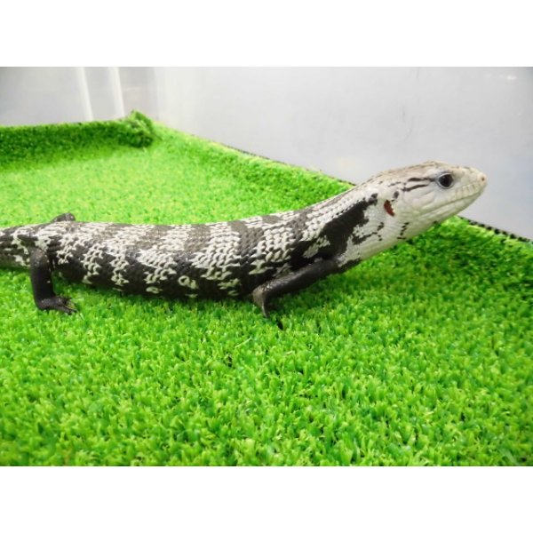 画像9: 美! オオアオジタトカゲ(アザンティック) 約25cm 1 (9)