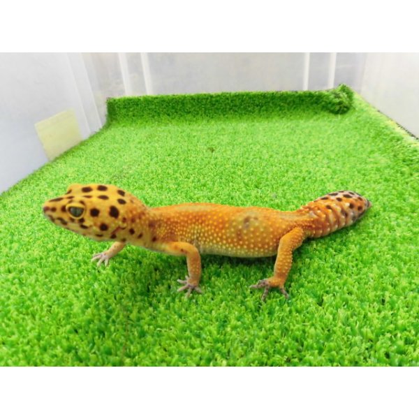 画像5: 美！　タンジェリン（ヒョウモントカゲモドキ）　約１６cm♀再生尾 (5)