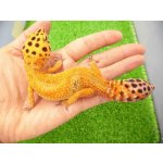 画像: 美！　タンジェリン（ヒョウモントカゲモドキ）　約１６cm♀再生尾