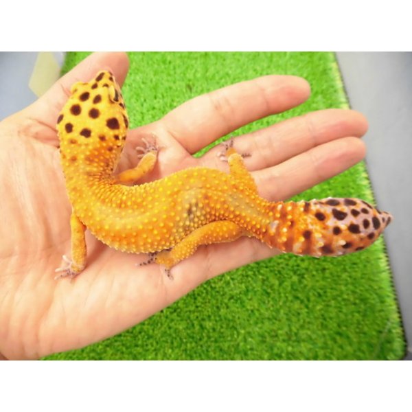 画像1: 美！　タンジェリン（ヒョウモントカゲモドキ）　約１６cm♀再生尾 (1)