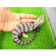 画像2: 美! オオアオジタトカゲ(アザンティック) 約25cm 1 (2)