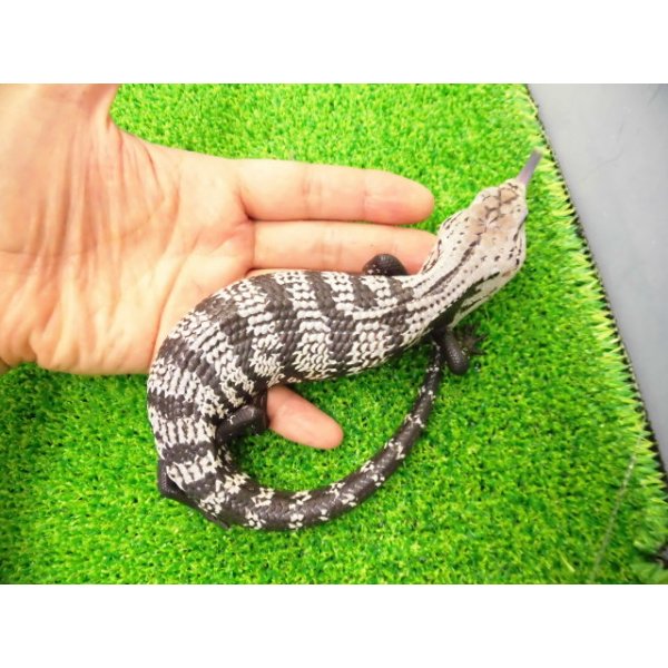 画像2: 美! オオアオジタトカゲ(アザンティック) 約25cm 1 (2)