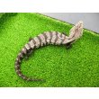 画像3: 美! オオアオジタトカゲ(アザンティック) 約25cm 1 (3)