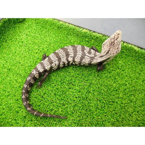 画像3: 美! オオアオジタトカゲ(アザンティック) 約25cm 1 (3)