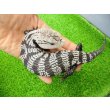 画像1: 美! オオアオジタトカゲ(アザンティック) 約25cm 1 (1)