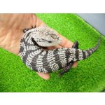 画像: 美！　オオアオジタトカゲ（アザンティック）　約２５cm　１