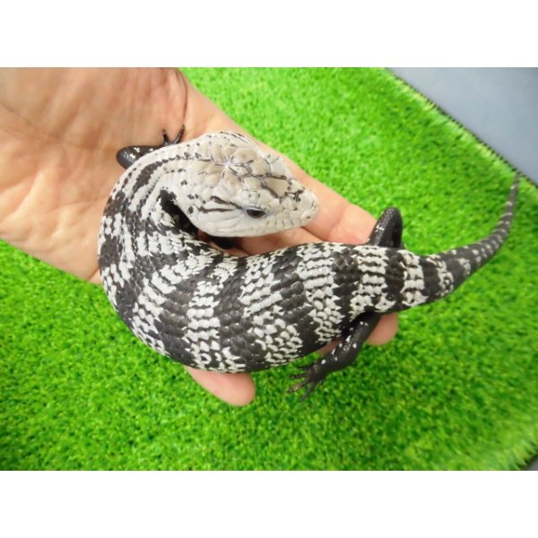 画像1: 美! オオアオジタトカゲ(アザンティック) 約25cm 1 (1)